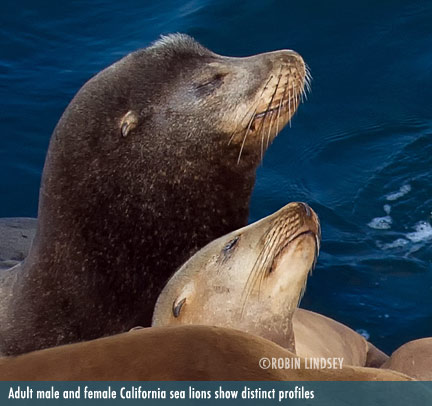 About California sea lions