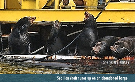 singing-sea-lions