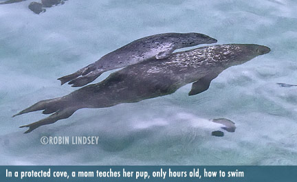 robin-lindsey-mom-pup-underwater-bluecaption