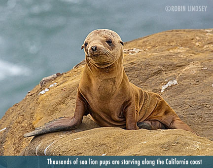 emaciated-sea-lion-pup-robin-lindsey-caption