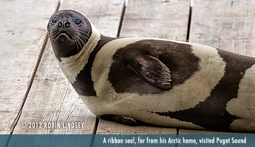 ribbon-seal-robin-lindsey