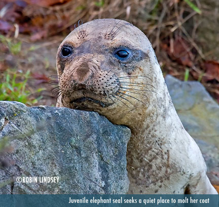 molting-juvenile-ellie-seal-robin-lindsey