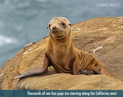 News about marine mammals and our oceans